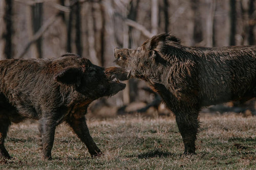 Fighting Boar Sticker