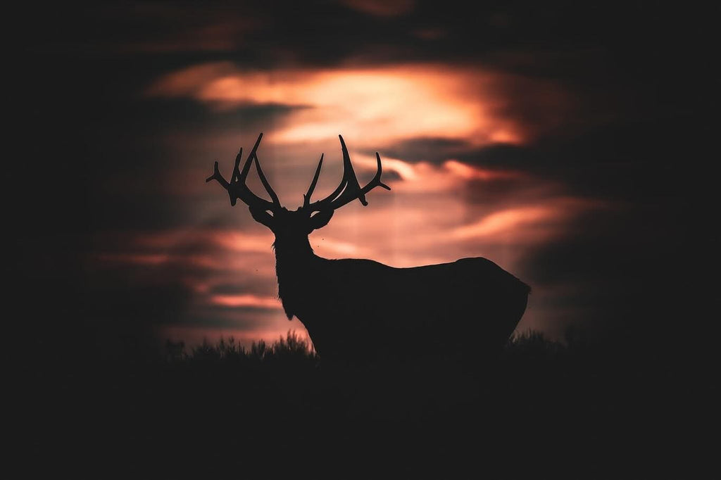 Sunset Stag Sticker